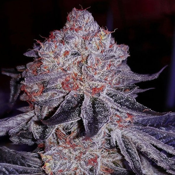 Cherry Gar-See-Ya R1 - ETHOS GENETICS | TanieSianie.pl