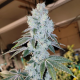 Voila Auto - ETHOS GENETICS | TanieSianie.pl