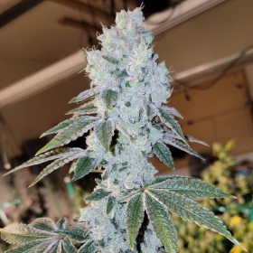 Voila Auto - ETHOS GENETICS | TanieSianie.pl