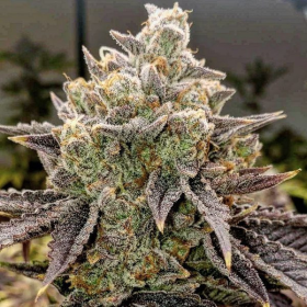 Bubble Gummy Auto - ETHOS GENETICS | TanieSianie.pl