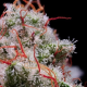 Peach Crescendo RF3 Auto - ETHOS GENETICS | TanieSianie.pl