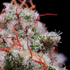 Peach Crescendo RF3 Auto - ETHOS GENETICS | TanieSianie.pl