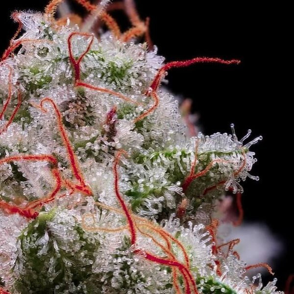 Peach Crescendo RF3 Auto - ETHOS GENETICS | TanieSianie.pl