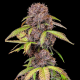 Lemon Cherry Cookies Auto | TanieSianie.pl