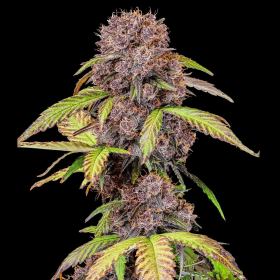 Lemon Cherry Cookies Auto | TanieSianie.pl