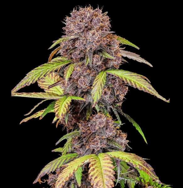 Lemon Cherry Cookies Auto | TanieSianie.pl