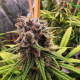 Strawberry Cough - DUTCH PASSION | TanieSianie.pl