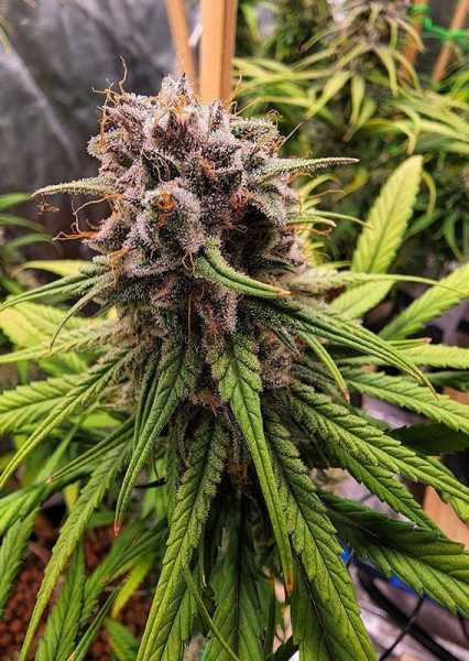 Strawberry Cough - DUTCH PASSION | TanieSianie.pl