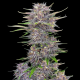 Banana Purple Punch Auto | TanieSianie.pl