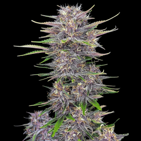 Banana Purple Punch Auto | TanieSianie.pl