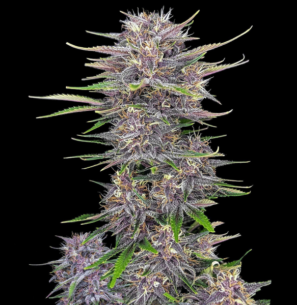 Banana Purple Punch Auto | TanieSianie.pl