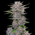 Banana Purple Punch Auto