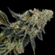 End Game RBX - ETHOS GENETICS | TanieSianie.pl