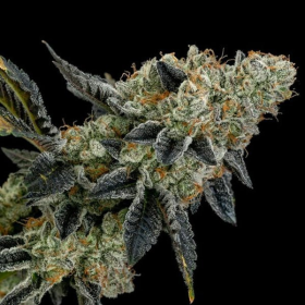 End Game RBX - ETHOS GENETICS | TanieSianie.pl
