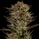 Thin Mint x Sour Pinot Auto - BARNEY'S FARM | TanieSianie.pl
