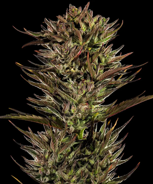 Thin Mint x Sour Pinot Auto - BARNEY'S FARM | TanieSianie.pl