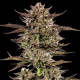 Frosted Zinn x 3 Bears OG Auto - BARNEY'S FARM | TanieSianie.pl