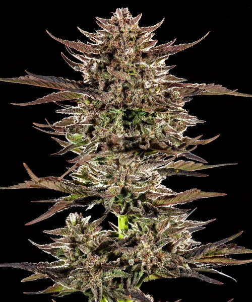 Frosted Zinn x 3 Bears OG Auto - BARNEY'S FARM | TanieSianie.pl