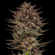 Frosted Zinn x Cookie Dog Auto - BARNEY'S FARM | TanieSianie.pl