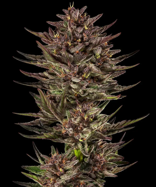 Frosted Zinn x Cookie Dog Auto - BARNEY'S FARM | TanieSianie.pl