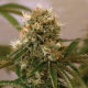 Red Cherry Berry - BARNEY’S FARM | TanieSianie.pl