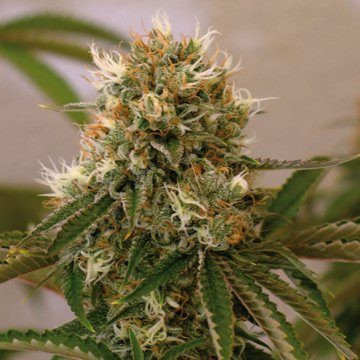 Red Cherry Berry - BARNEY’S FARM | TanieSianie.pl