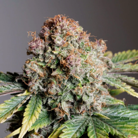 Strawberry Soda Auto - DUTCH PASSION | TanieSianie.pl