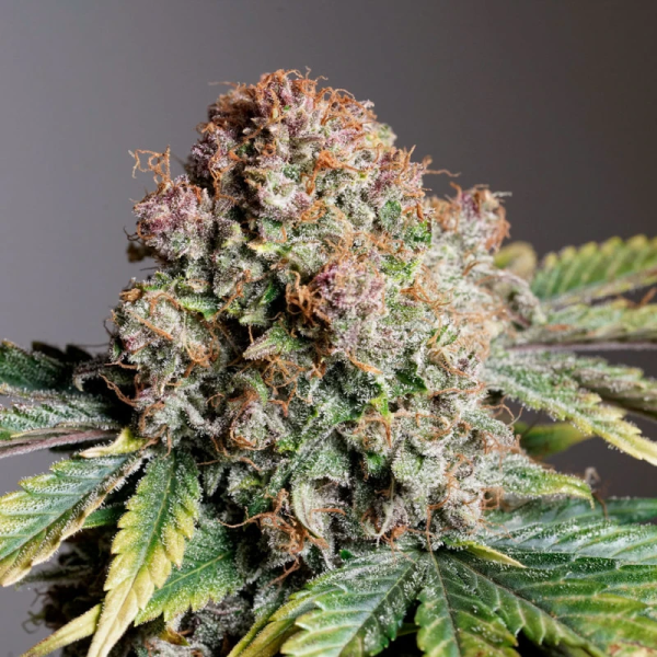Strawberry Soda Auto - DUTCH PASSION | TanieSianie.pl