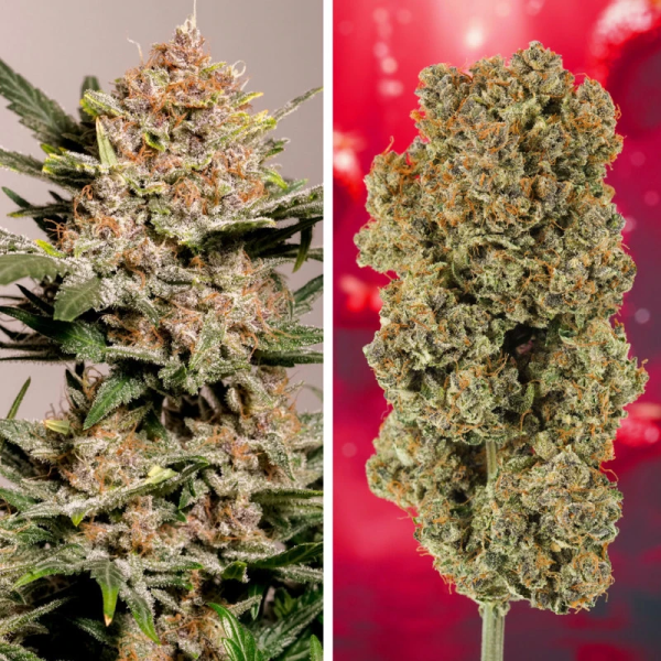 Strawberry Soda Auto - DUTCH PASSION | TanieSianie.pl