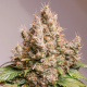 Red Tropicana Cookies Auto - DUTCH PASSION | TanieSianie.pl
