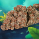 Red Tropicana Cookies Auto - DUTCH PASSION | TanieSianie.pl