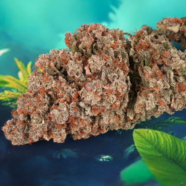 Red Tropicana Cookies Auto - DUTCH PASSION | TanieSianie.pl