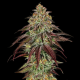 Mimosa x Orange Punch Auto | TanieSianie.pl