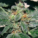 Red Diesel - BARNEY’S FARM | TanieSianie.pl