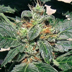 Red Diesel - BARNEY’S FARM | TanieSianie.pl