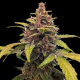 Ayahuasca Purple | TanieSianie.pl