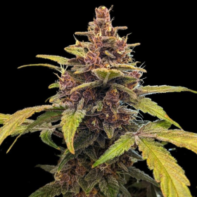 Ayahuasca Purple | TanieSianie.pl