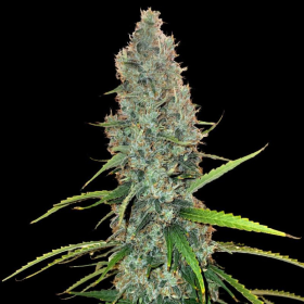 Acapulco Gold | TanieSianie.pl