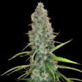 Acapulco Gold