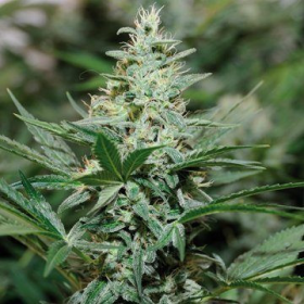 Red Dragon - BARNEY’S FARM | TanieSianie.pl