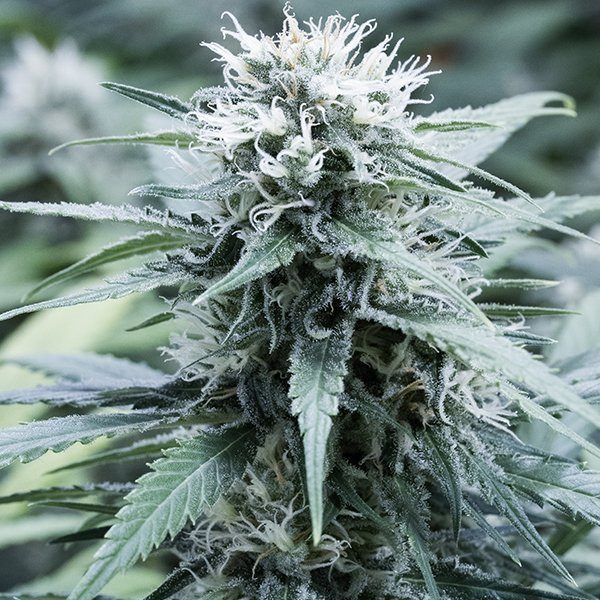 Amnesia Haze - G13 LABS | TanieSianie.pl