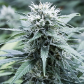 Amnesia Haze - G13 LABS