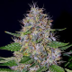 Apple Crumble - G13 LABS | TanieSianie.pl