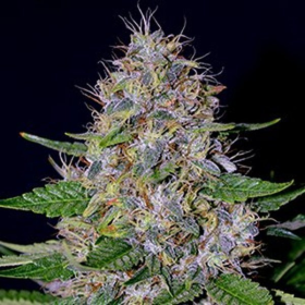 Apple Crumble - G13 LABS | TanieSianie.pl