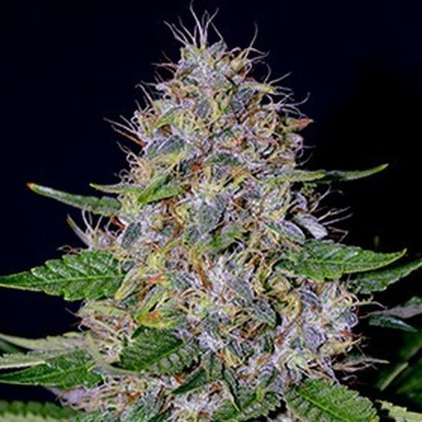 Apple Crumble - G13 LABS | TanieSianie.pl