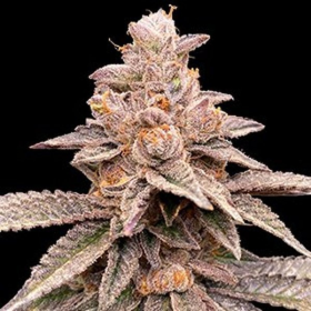Banana Latte - G13 LABS | TanieSianie.pl