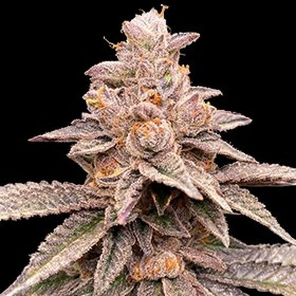 Banana Latte - G13 LABS | TanieSianie.pl