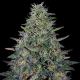 Cherry Pavlova - G13 LABS | TanieSianie.pl