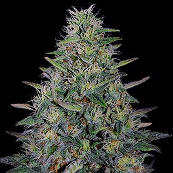 Cherry Pavlova - G13 LABS | TanieSianie.pl