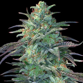 EGGNOG OG - G13 LABS | TanieSianie.pl